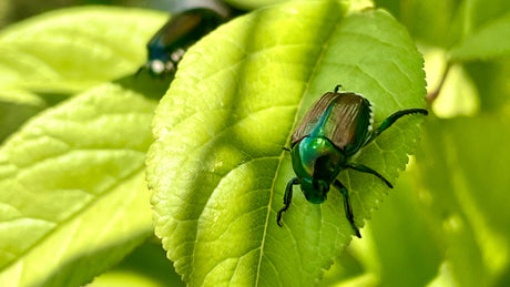 Bug Off! 5 Important Tips on Dealing with Japanese Beetles