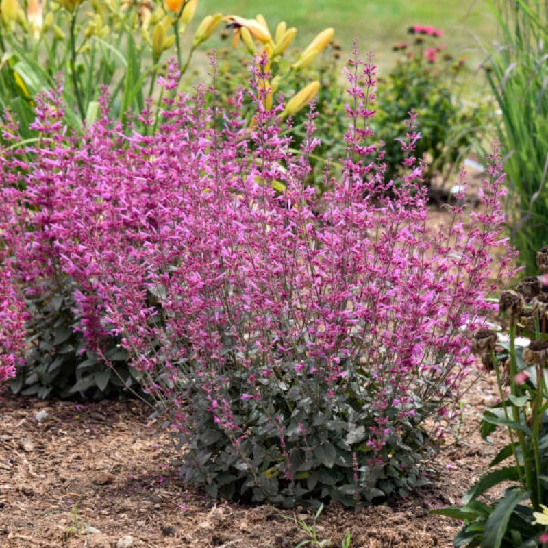 AGASTACHE ROYAL RASPBERRY