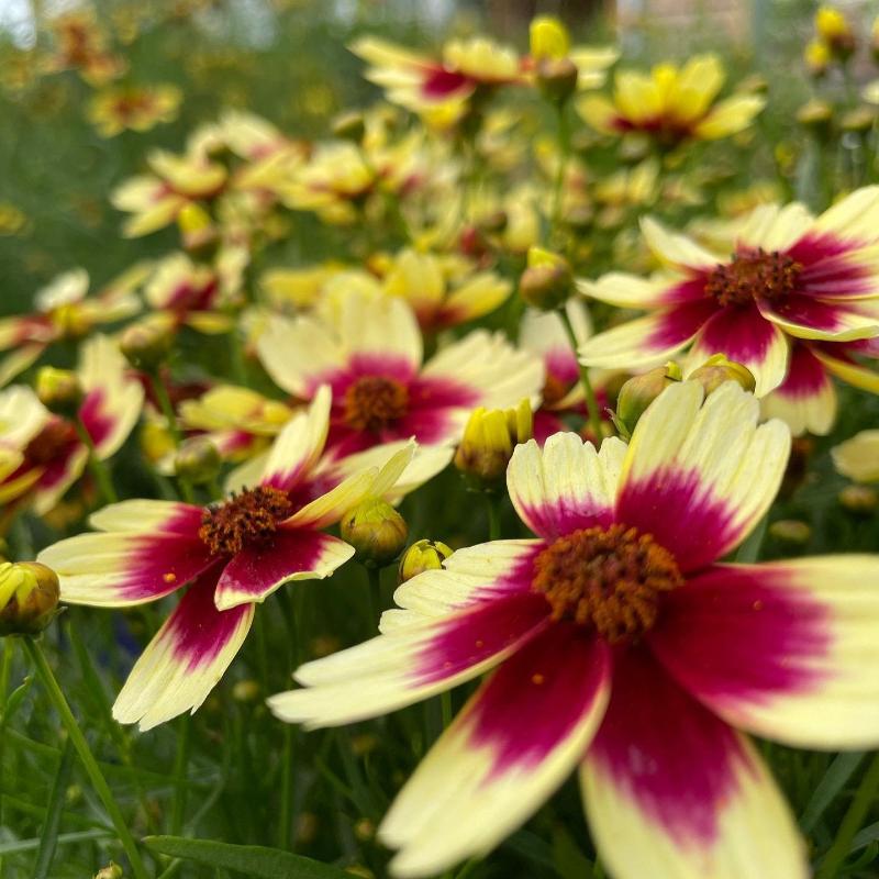 COREOPSIS PEACH SPARKLE