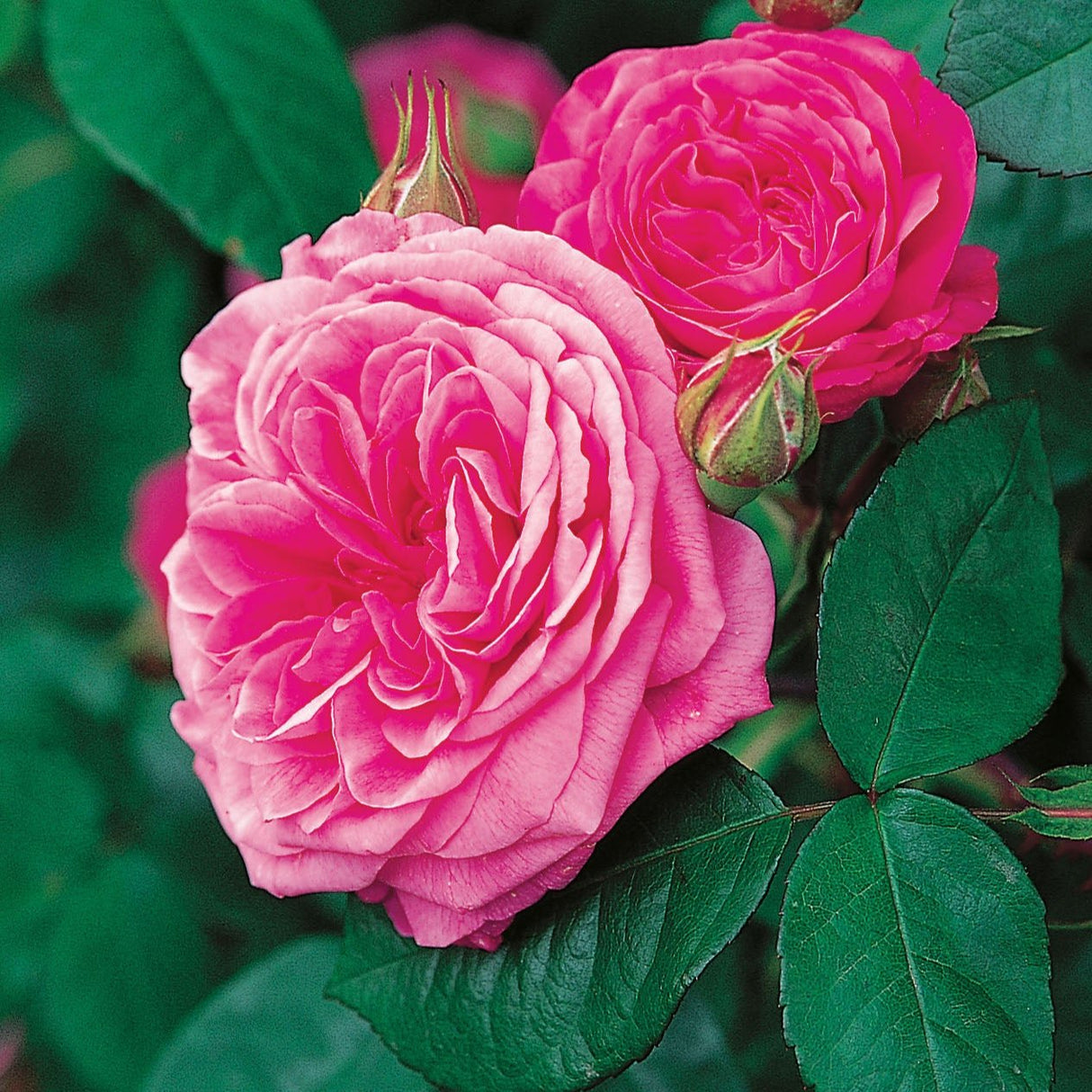 ROSE AUSTIN GERTRUDE JEKYLL