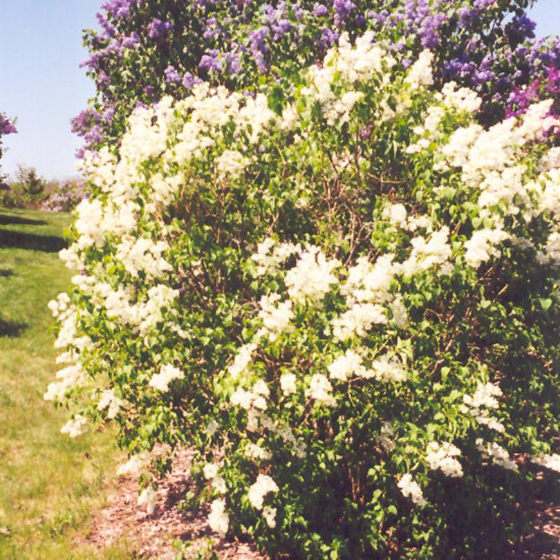 LILAC PRIMROSE