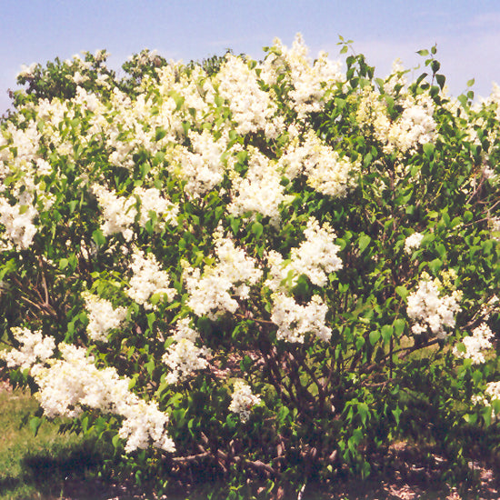 LILAC MOUNT BAKER