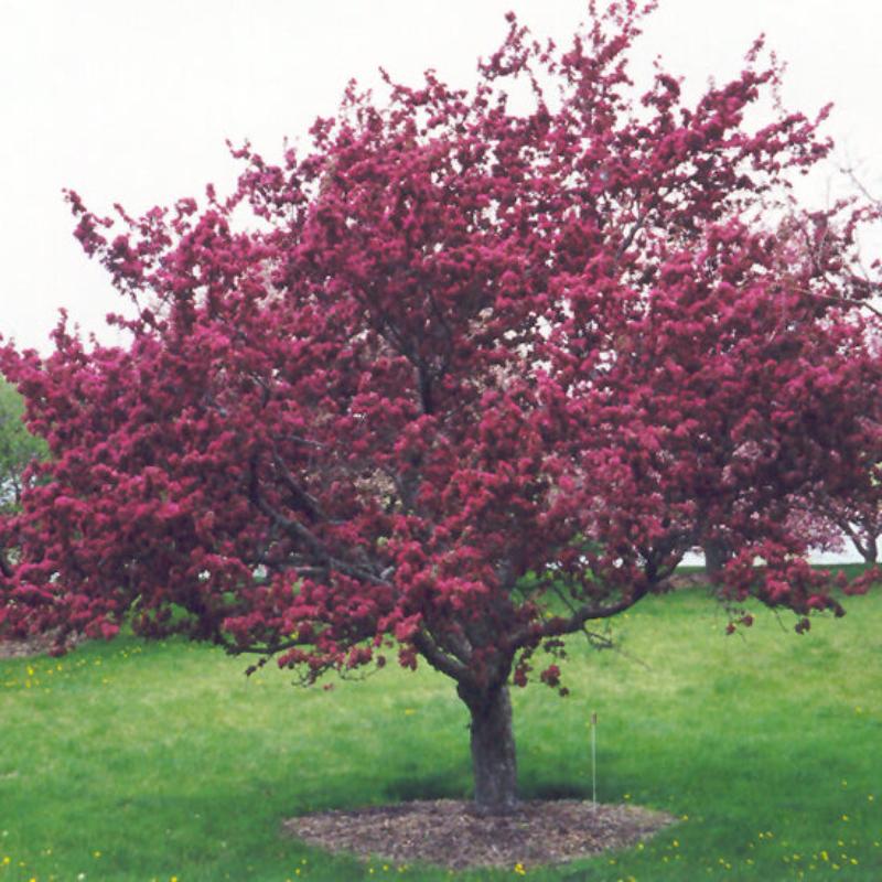 CRABAPPLE PROFUSION