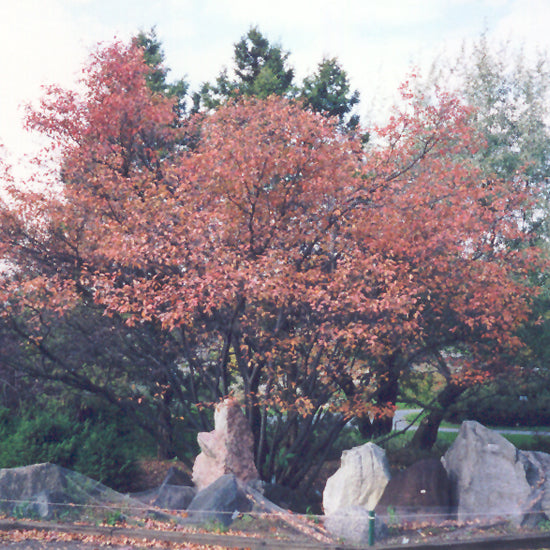 SERVICEBERRY ALLEGHENY