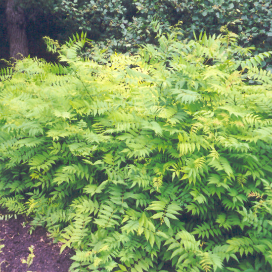 FALSE SPIREA