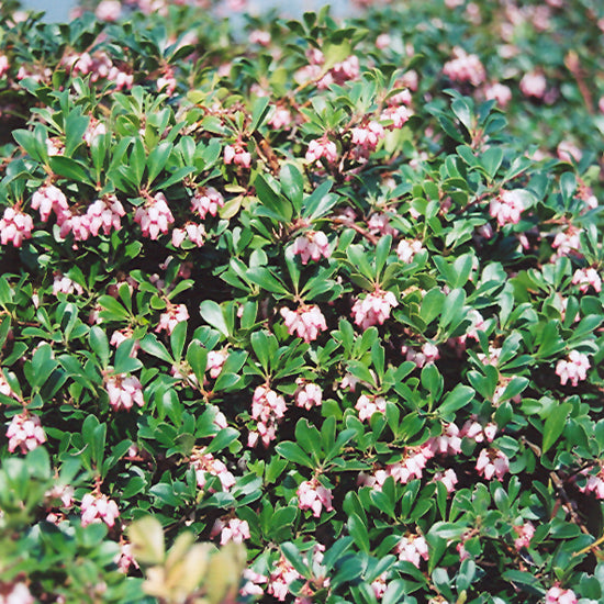 BEARBERRY VANCOUVER JADE