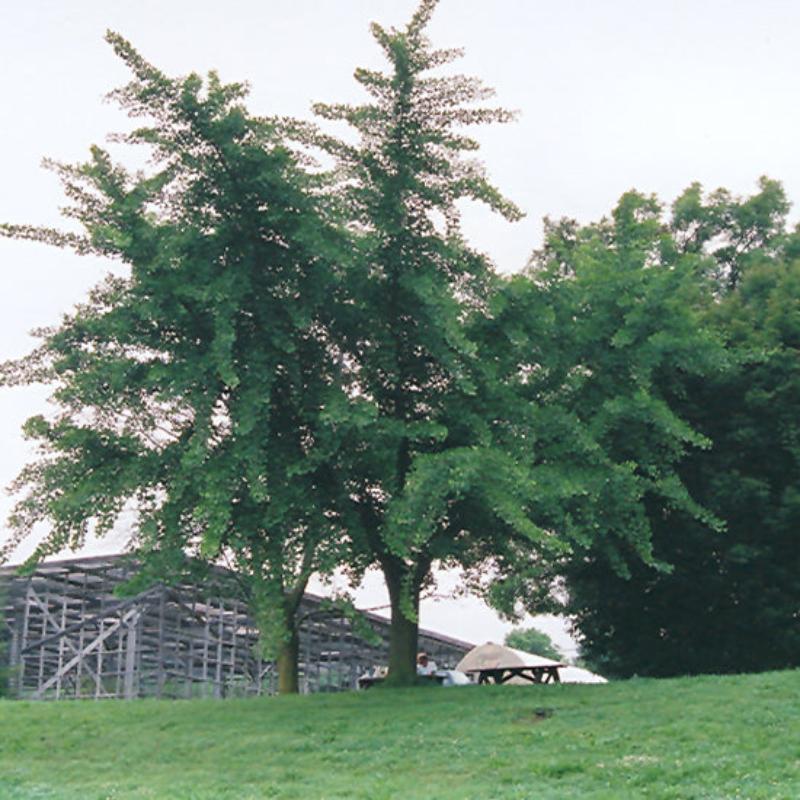 GINKGO WEEPING