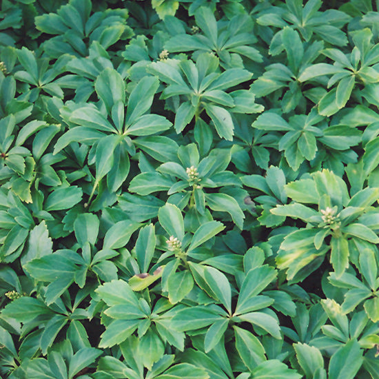PACHYSANDRA TERMINALIS