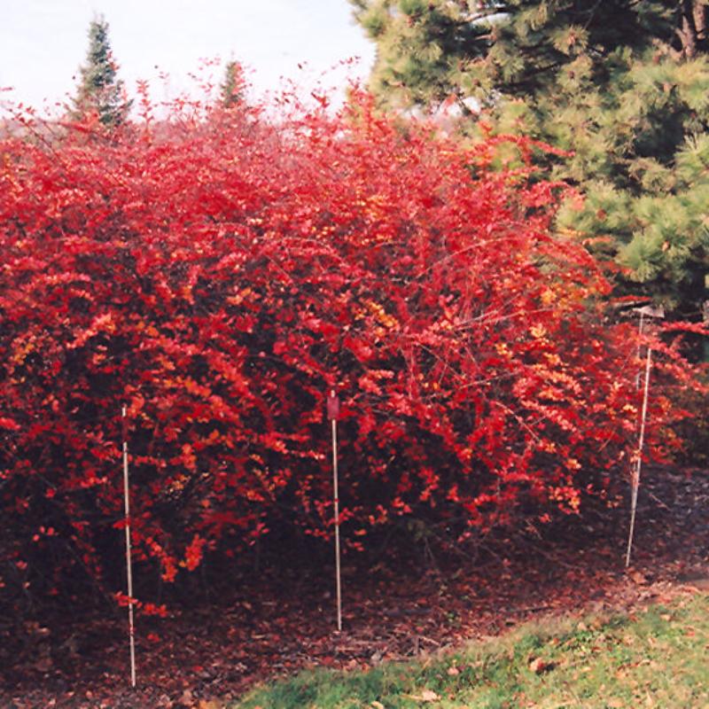 BARBERRY EMERALD CAROUSEL