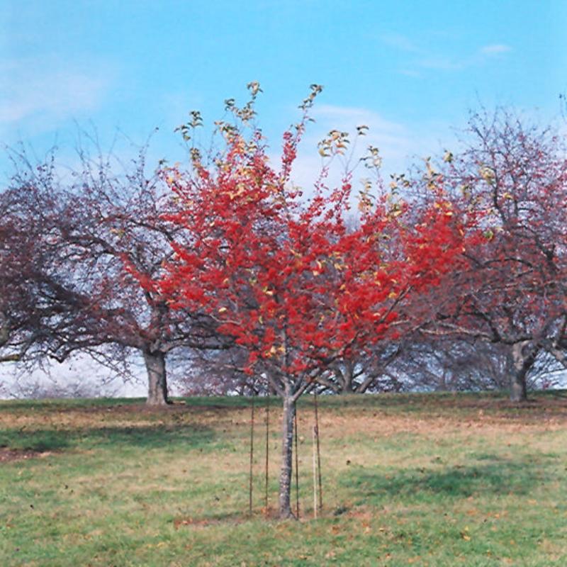 CRABAPPLE RED JEWEL