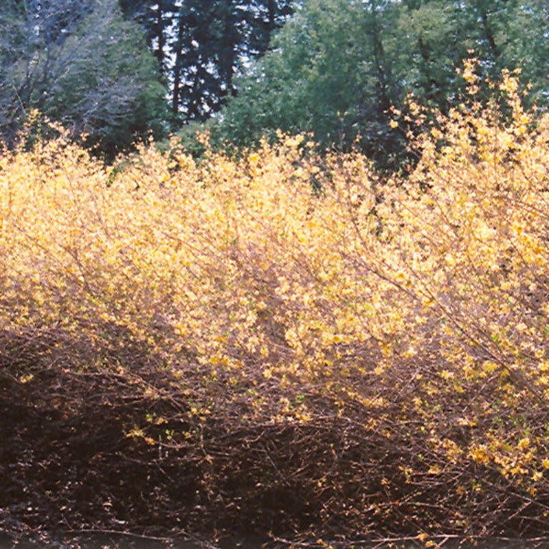 FORSYTHIA OTTAWA
