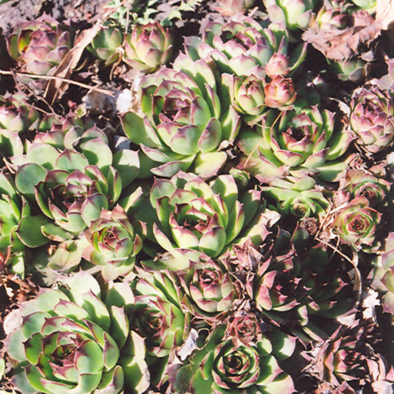 SEMPERVIVUM KALINDA