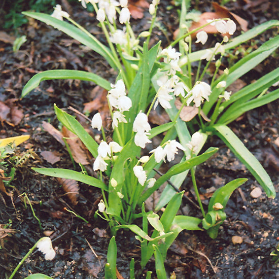 SCILLA SIBERICA ALBA