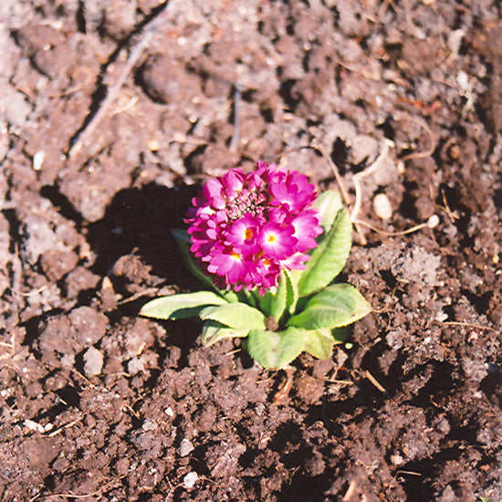 PRIMULA DENTICULATA MIX