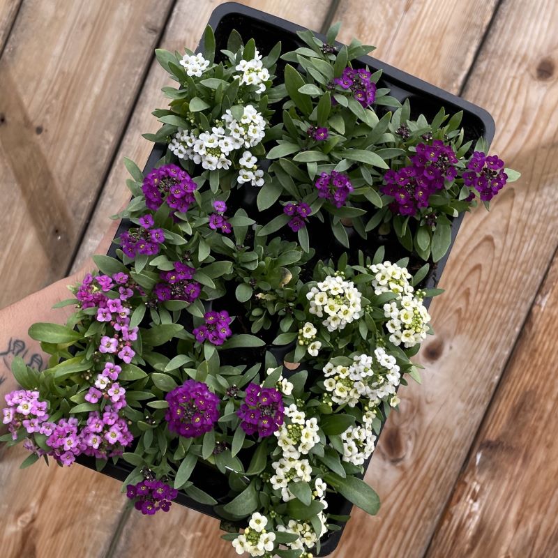 Alyssum