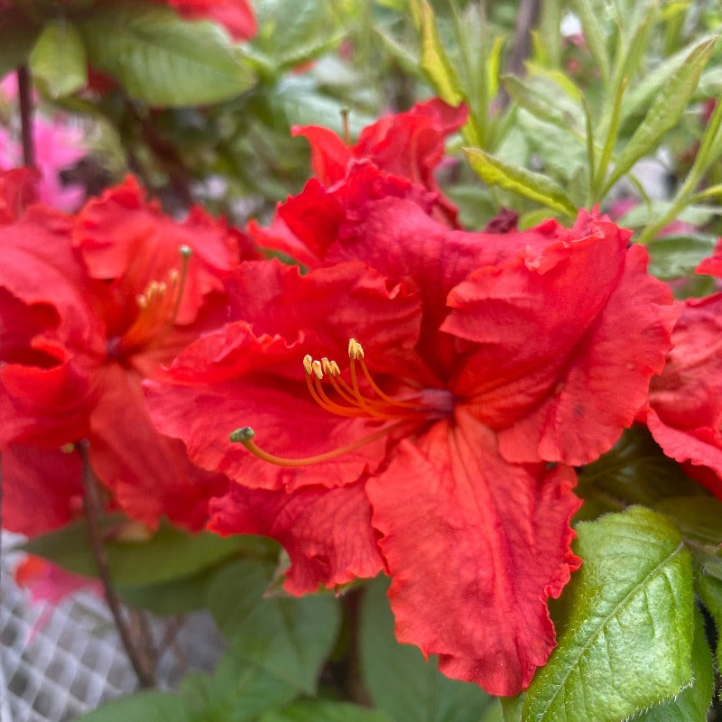 AZALEA RED DEMON