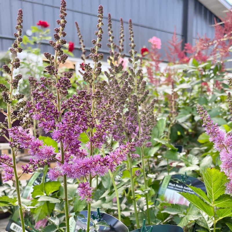 ASTILBE BLACK PEARLS