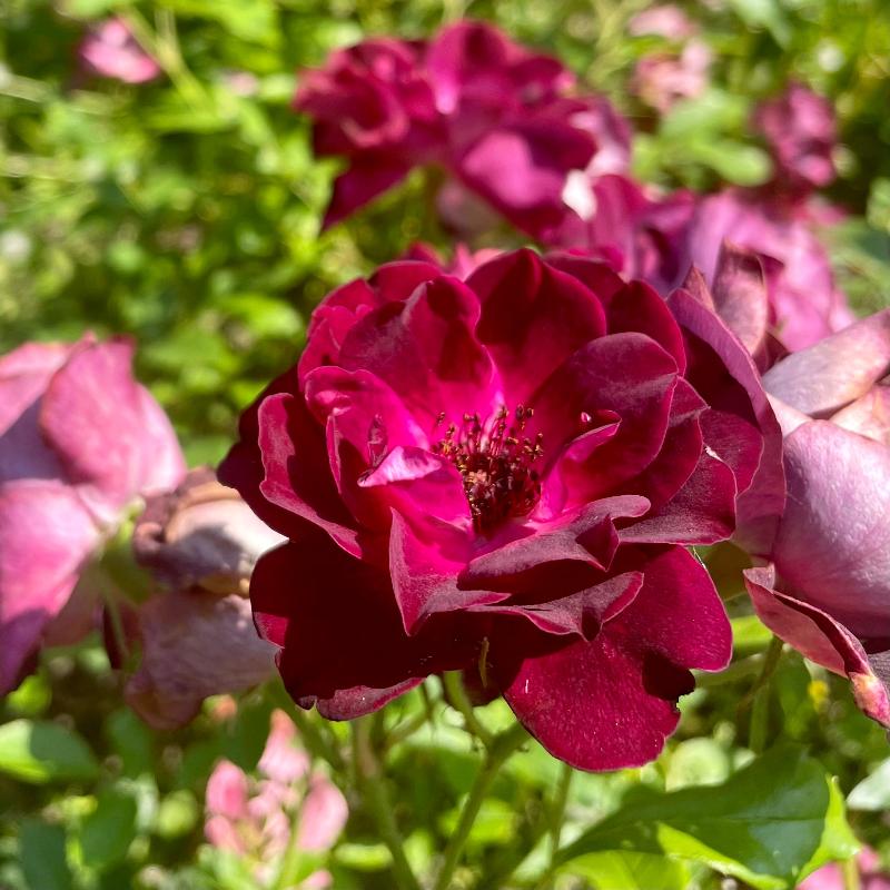 ROSE FLORIBUNDA BURGUNDY ICEBERG