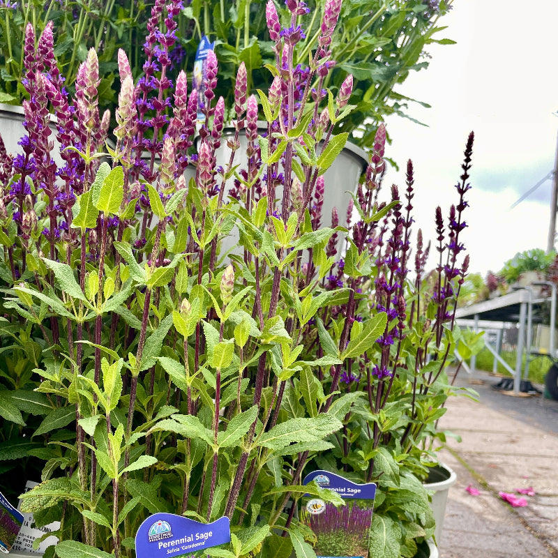 SALVIA CARADONNA
