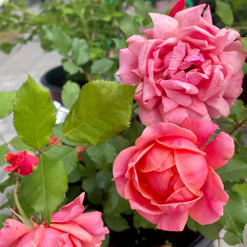 ROSE SHRUB CAREFREE CELEBRATION