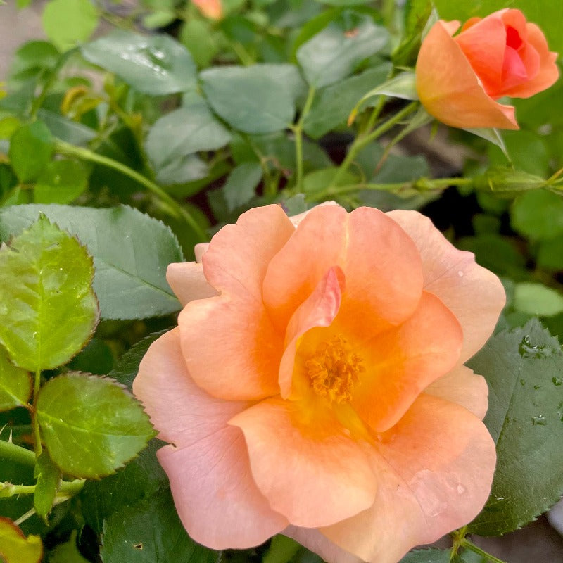 ROSE SHRUB CHINOOK SUNRISE