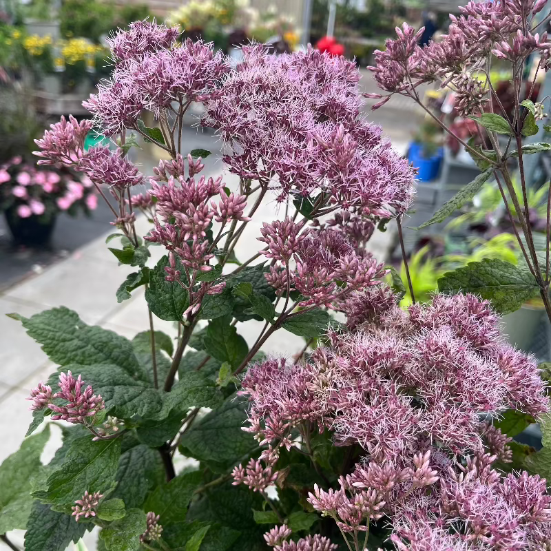 EUPATORIUM LITTLE JOE