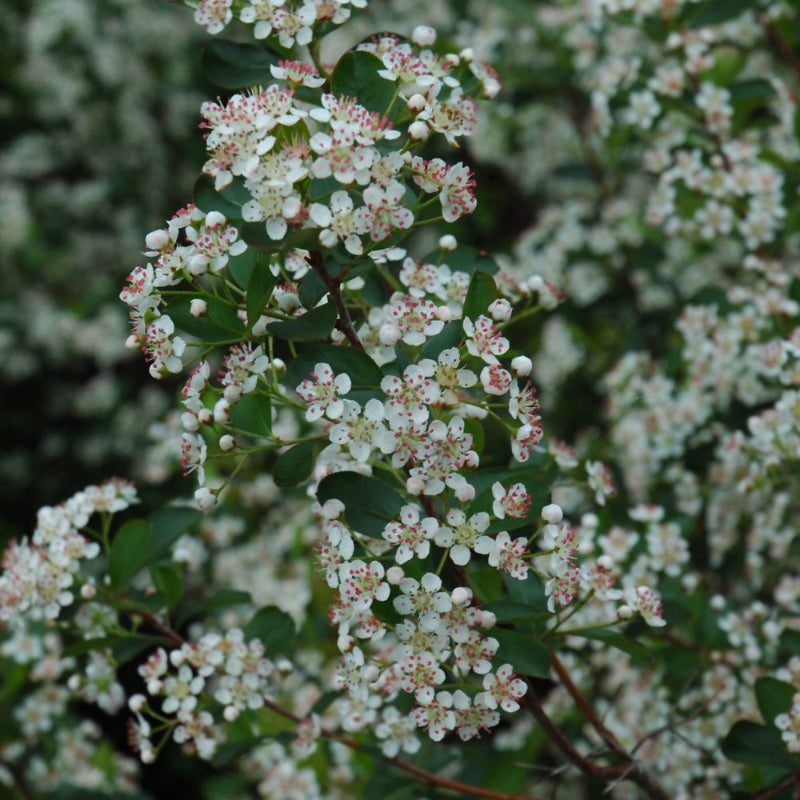 CHOKEBERRY NERO BLACK