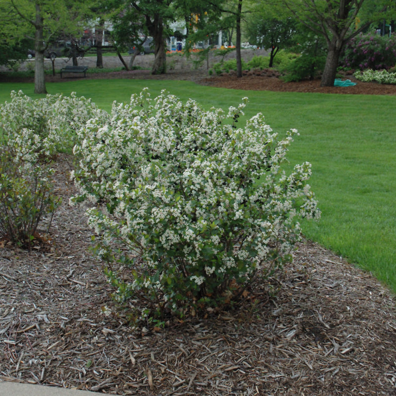 CHOKEBERRY NERO BLACK