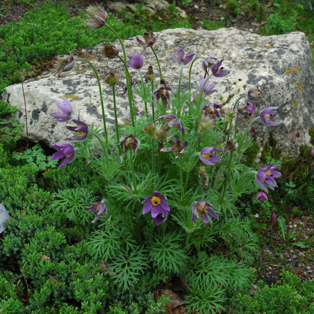 PASQUE FLOWER