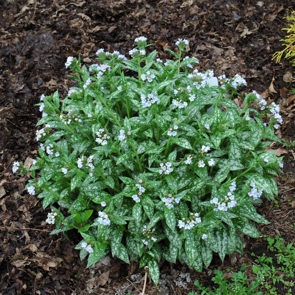 PULMONARIA OPAL