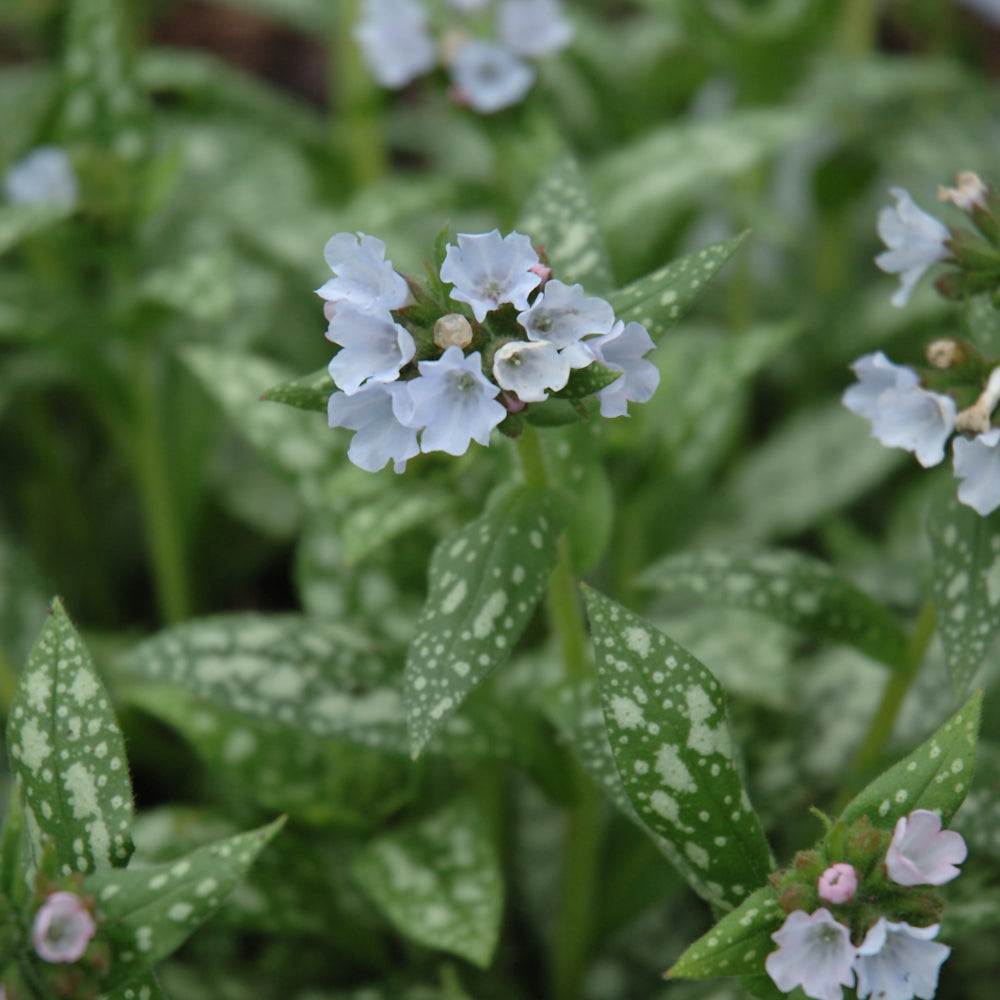 PULMONARIA OPAL