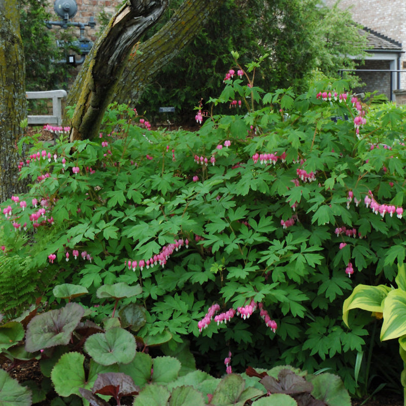 DICENTRA SPECTABILIS