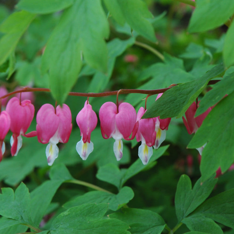 DICENTRA SPECTABILIS
