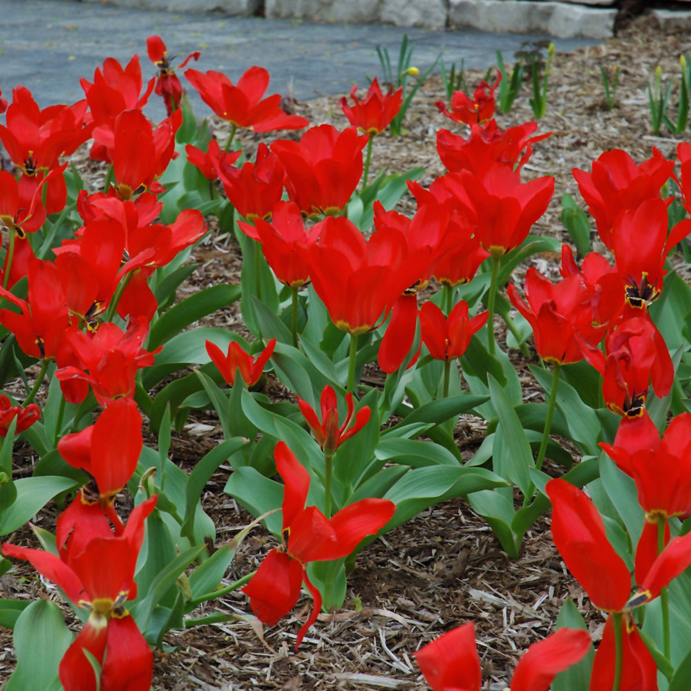 TULIP RED EMPEROR FOSTERIANA
