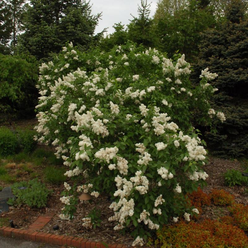 LILAC MADAME LEMOINE