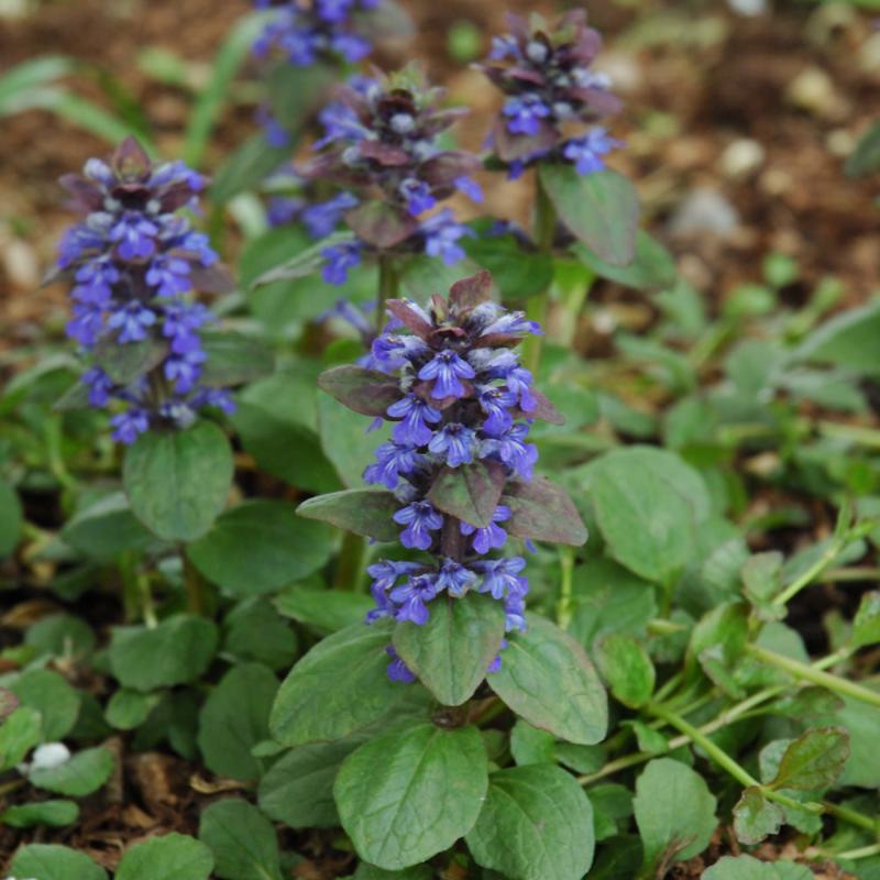 AJUGA CATLINS GIANT