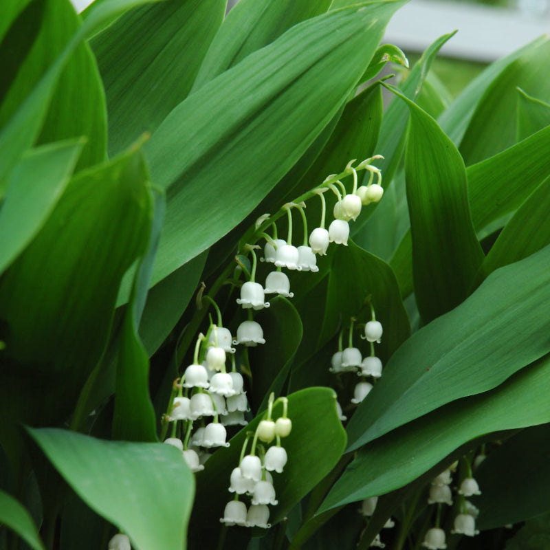 CONVALLARIA MAJALIS