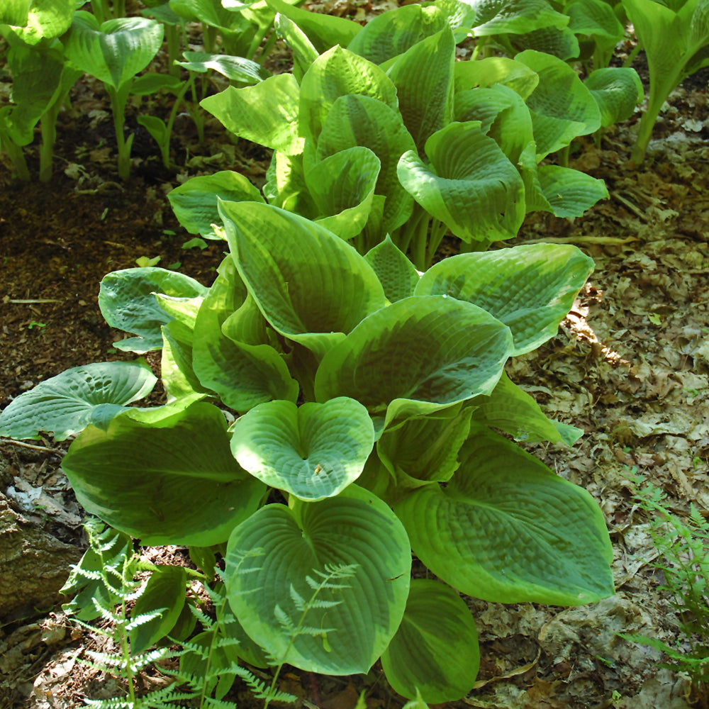 HOSTA FRANCES WILLIAMS