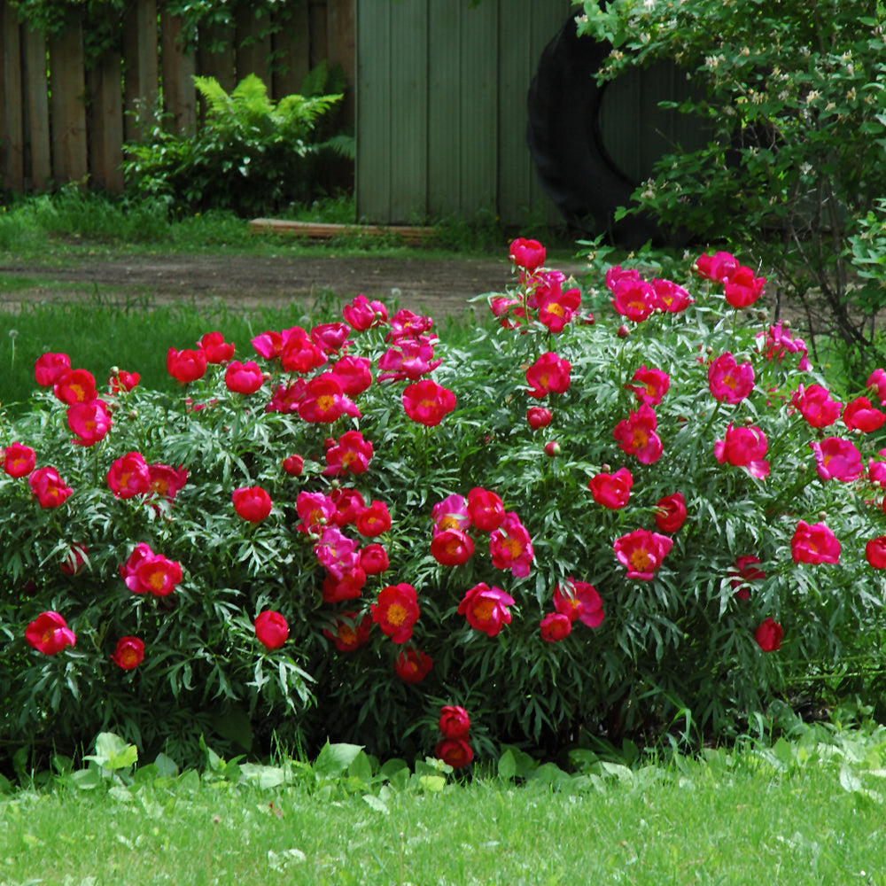 PAEONIA LAYFAYETTE ESCADRILLE