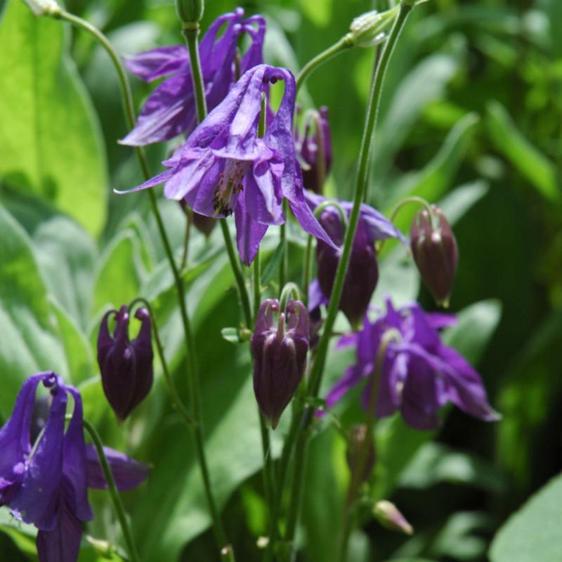 AQUILEGIA ALPINA