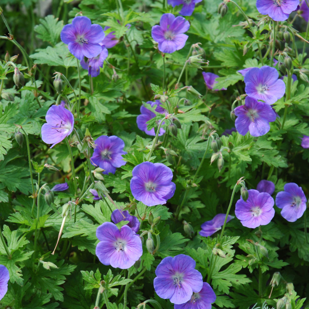 GERANIUM JOHNSON'S BLUE