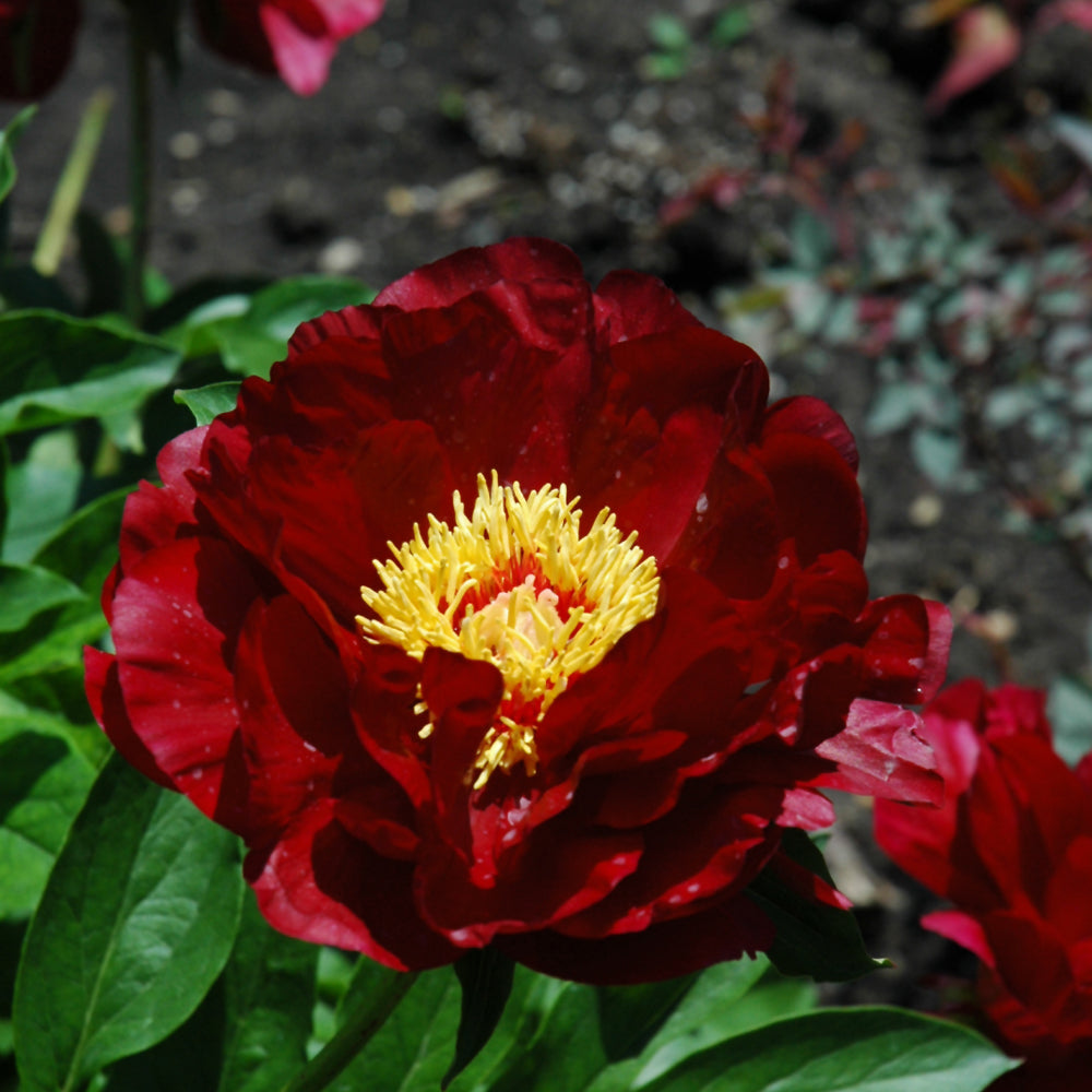 PAEONIA BUCKEYE BELLE