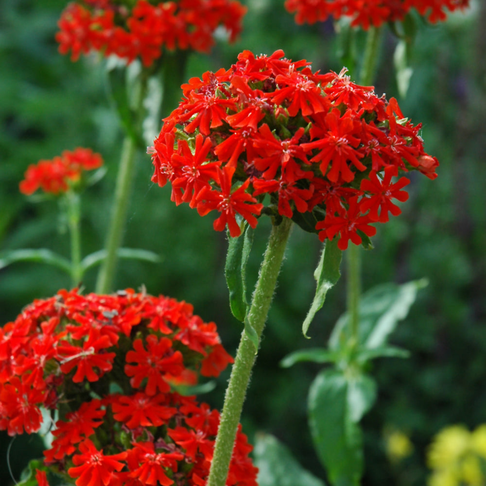 LYCHNIS CHALCEDONICA