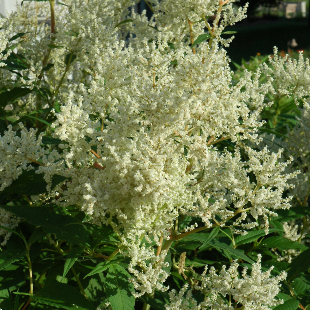 PERSICARIA POLYMORPHA