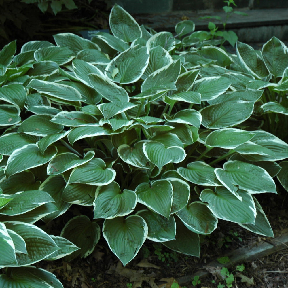 HOSTA FRANCEE
