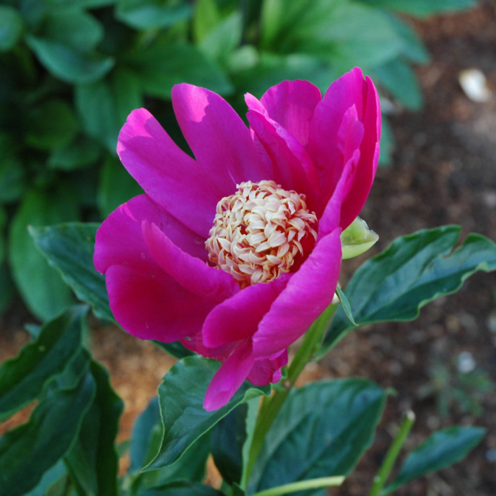 PAEONIA BARRINGTON BELLE