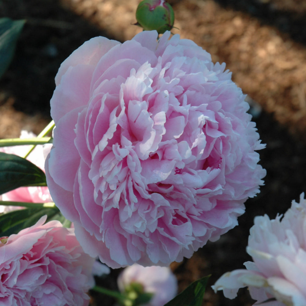 PAEONIA SHIRLEY TEMPLE