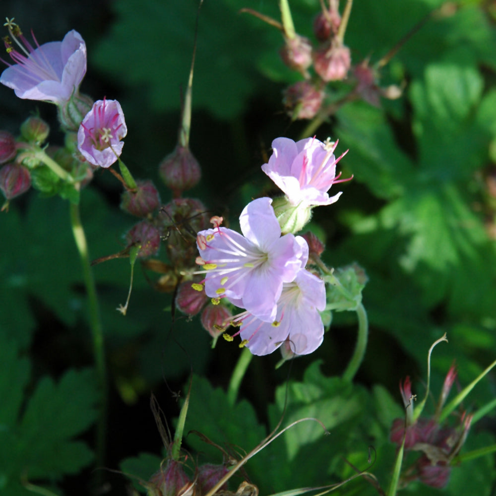 GERANIUM INGERWESENS VARIETY
