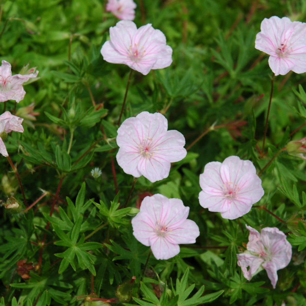 GERANIUM STRIATUM