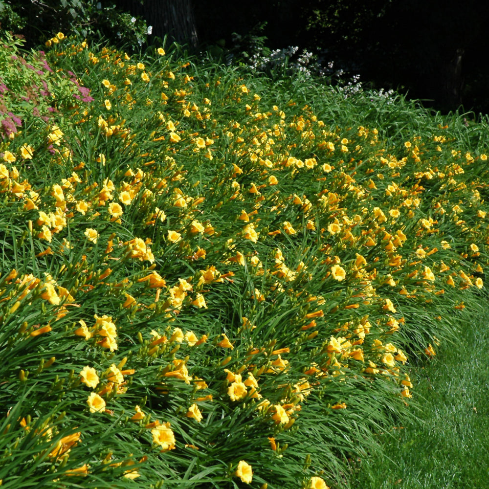 HEMEROCALLIS HAPPY RETURNS